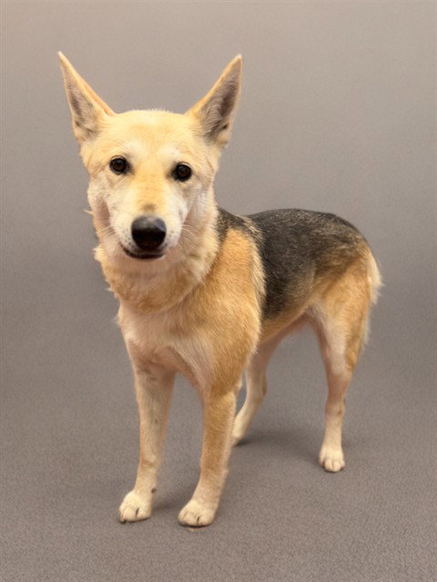 SADIE, an adoptable German Shepherd Dog in Agoura, CA