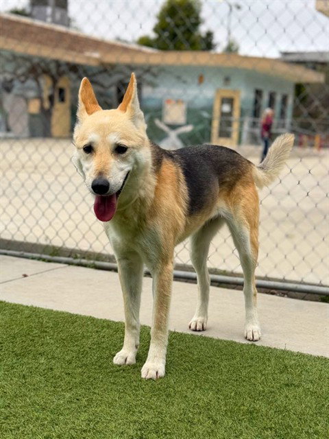 SADIE - German Shepherd Dog for adoption in Simi Valley