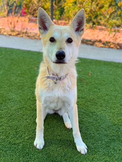 SADIE, an adoptable German Shepherd Dog in Agoura, CA