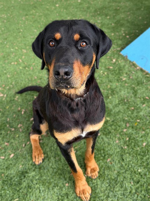 MAX, an adoptable Rottweiler in Agoura, CA