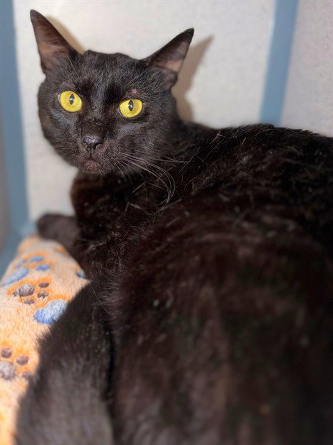 DRU, Adult Domestic Short Hair (medium coat), cat for adoption in Alhambra, California