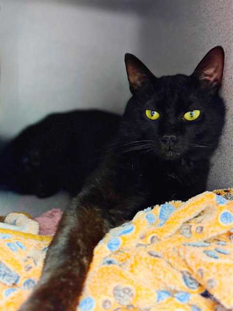 DRU, Adult Domestic Short Hair (medium coat), cat for adoption in San Buenaventura (Ventura), California