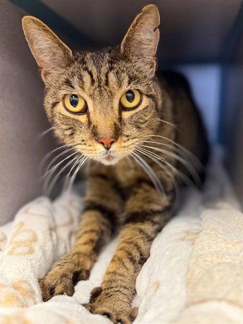 TRIGGER, Senior Domestic Short Hair (medium coat), cat for adoption in San Buenaventura (Ventura), California