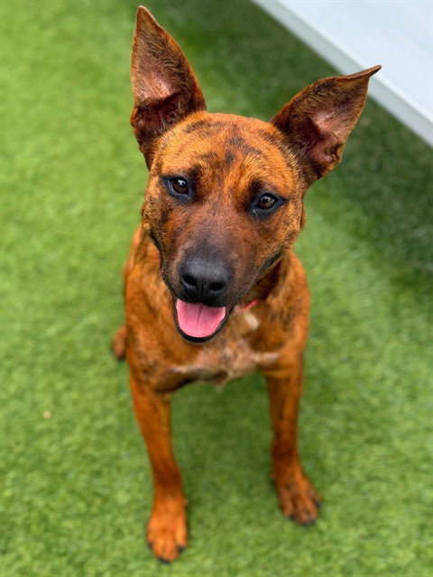 CADBURY, an adoptable Australian Cattle Dog in Agoura, CA