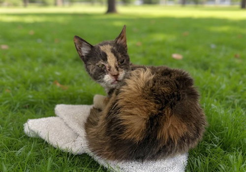 MOSAIC, Senior Domestic Medium Hair (medium coat), cat for adoption in Alhambra, California