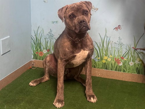 DINKY, an adoptable Cane Corso Mastiff in Agoura, CA