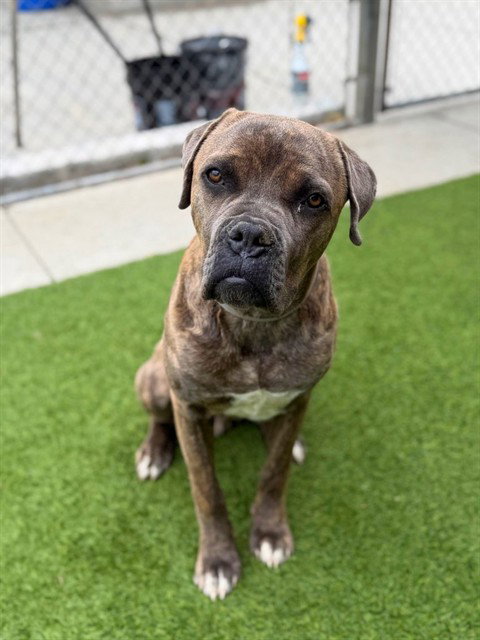 DINKY, an adoptable Cane Corso Mastiff in Agoura, CA