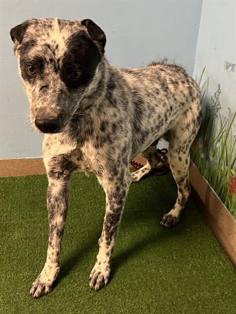 SQUIRREL, an adoptable Australian Cattle Dog in Agoura, CA