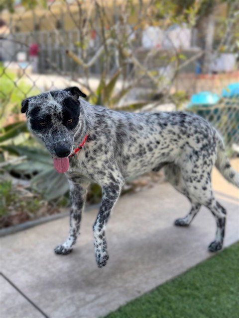 SQUIRREL, an adoptable Australian Cattle Dog in Agoura, CA