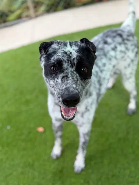 Squirrel - Australian Cattle Dog/Blue Heeler