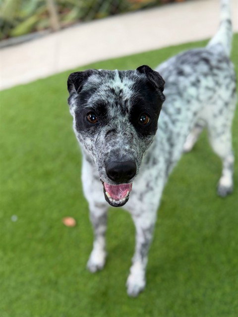 picture of the dog needing adoption