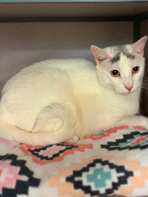 BUBU, Adult Domestic Short Hair (medium coat), cat for adoption in Alhambra, California