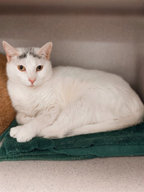 BUBU, an adoptable Domestic Short Hair in Agoura, CA
