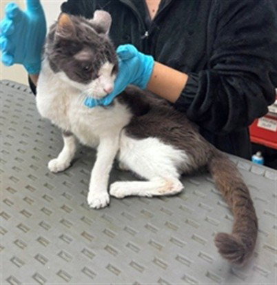 STELLA, Senior Domestic Short Hair (medium coat), cat for adoption in Alhambra, California