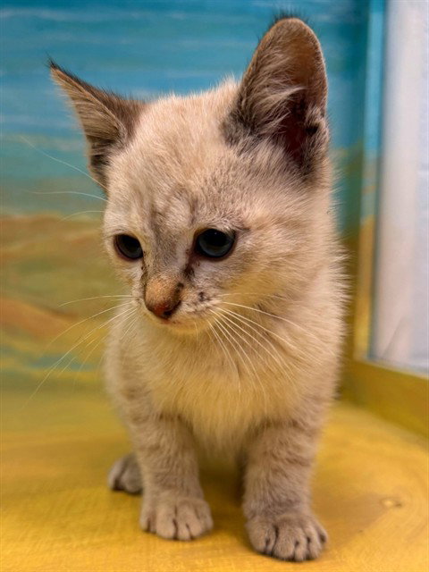 A5775065, Baby Domestic Short Hair (medium coat), cat for adoption in San Buenaventura (Ventura), California