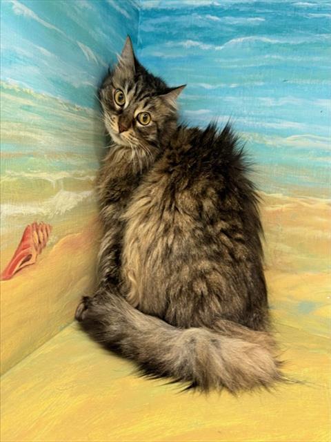SOLLEE, Senior Maine Coon / Mixed (medium coat), cat for adoption in Alhambra, California