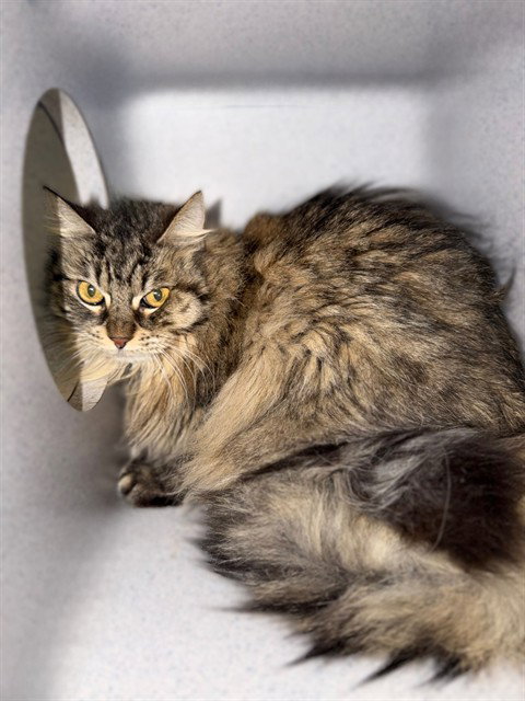 SOLLEE, an adoptable Maine Coon in Agoura, CA