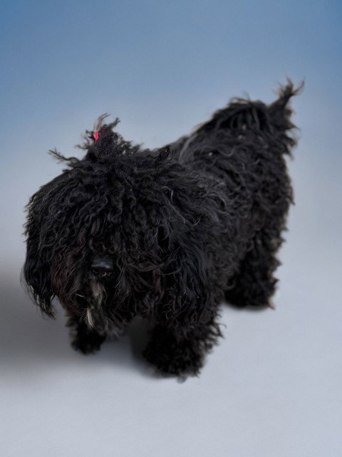 SONNY, an adoptable Poodle in Agoura, CA