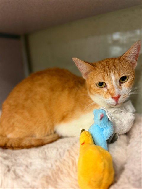 ABBY, Adult Domestic Short Hair (medium coat), cat for adoption in Alhambra, California