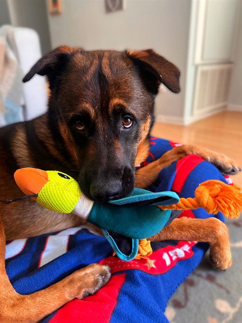 JAKE, an adoptable German Shepherd Dog in Agoura, CA