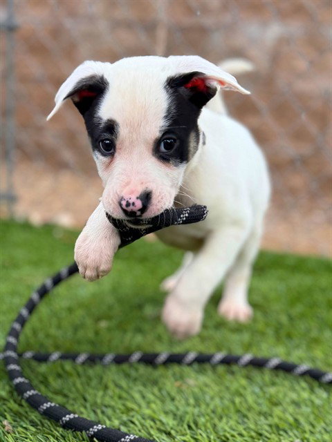 OPAL, an adoptable Pit Bull Terrier in Agoura, CA