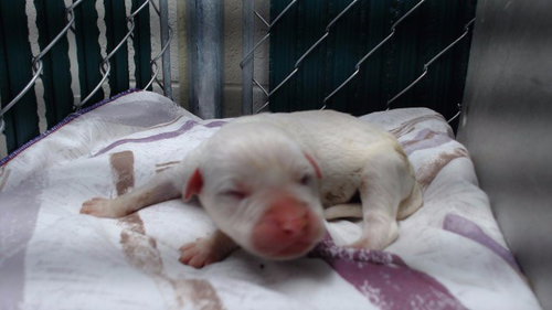 PEARL, an adoptable Pit Bull Terrier in Agoura, CA