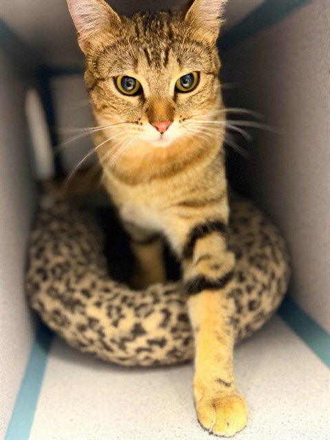 MAKI, Adult Domestic Short Hair (medium coat), cat for adoption in San Buenaventura (Ventura), California