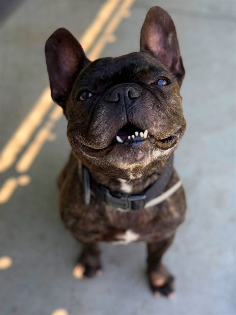 ROCKY Image