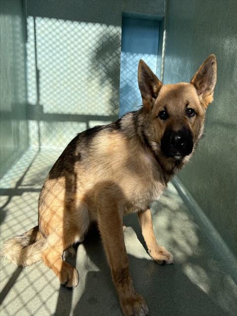 YOTE, an adoptable German Shepherd Dog in Agoura, CA