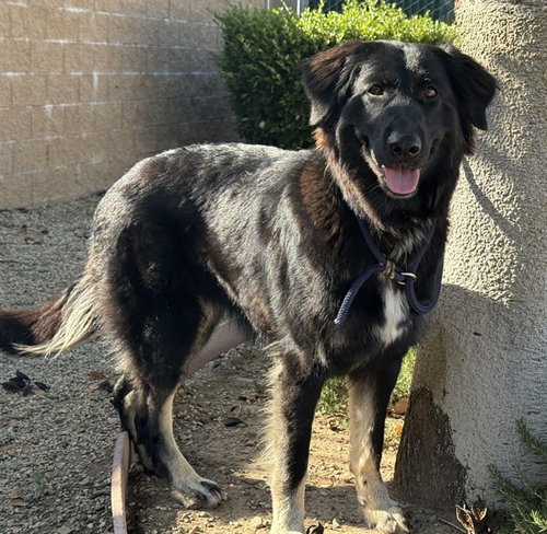 REY, an adoptable German Wirehaired Pointer in Agoura, CA