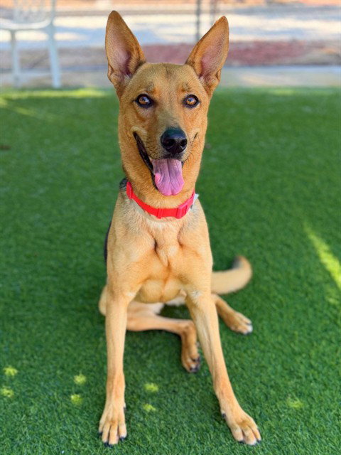 picture of the dog needing adoption