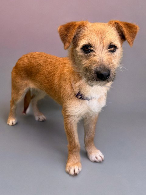 LITTLE RED, an adoptable Border Terrier in Agoura, CA