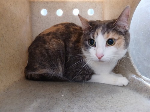 GINGER, Adult Domestic Short Hair (medium coat), cat for adoption in San Buenaventura (Ventura), California