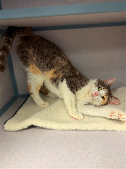GINGER, Adult Domestic Short Hair (medium coat), cat for adoption in San Buenaventura (Ventura), California