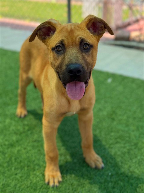 BRUNO