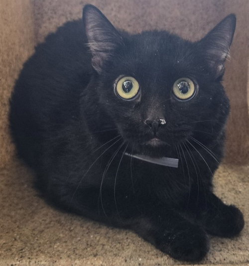 MIA, Adult Domestic Short Hair (medium coat), cat for adoption in San Buenaventura (Ventura), California