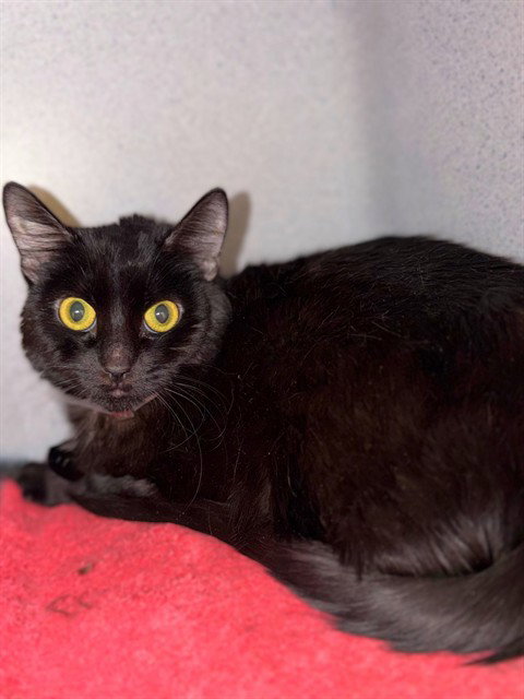 MIA, Adult Domestic Short Hair (medium coat), cat for adoption in San Buenaventura (Ventura), California