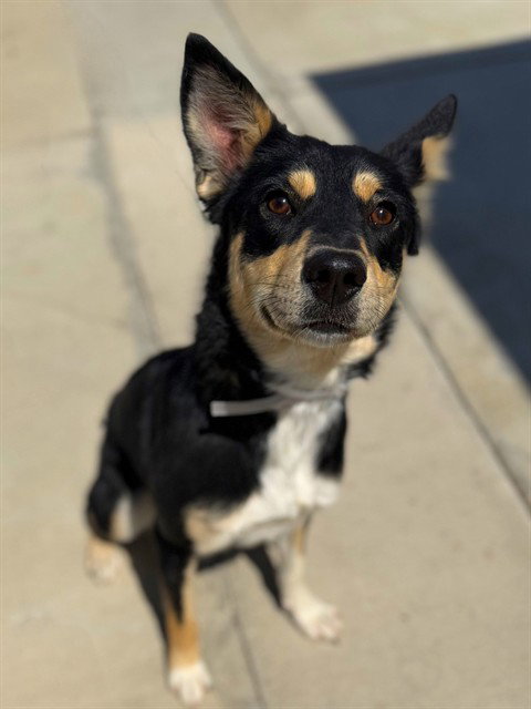 ELLA