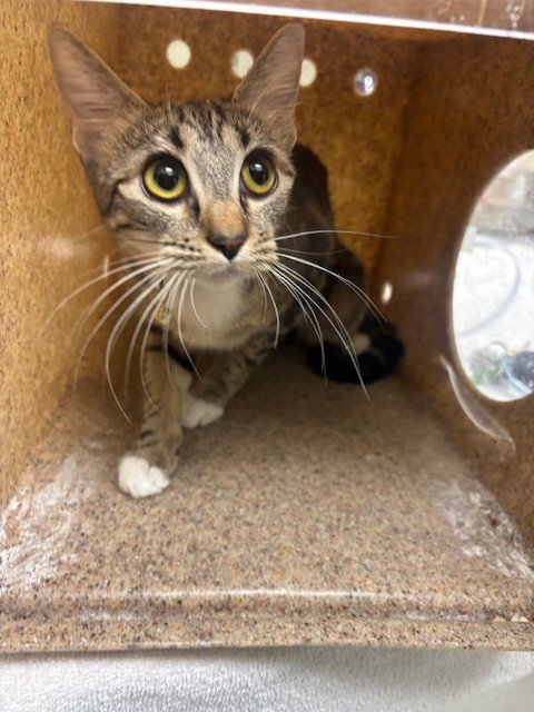 CATALIE, Young Domestic Short Hair (medium coat), cat for adoption in San Buenaventura (Ventura), California