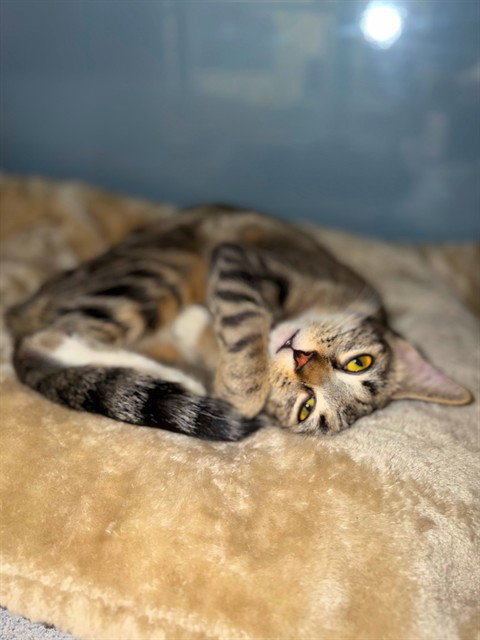 CATALIE, Young Domestic Short Hair (medium coat), cat for adoption in San Buenaventura (Ventura), California