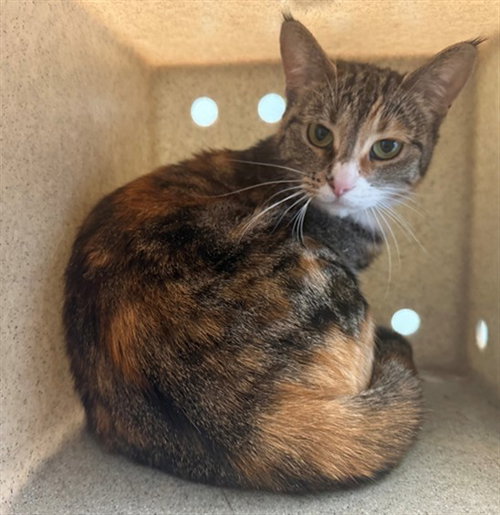 HAZEL, Adult Domestic Short Hair (medium coat), cat for adoption in San Buenaventura (Ventura), California