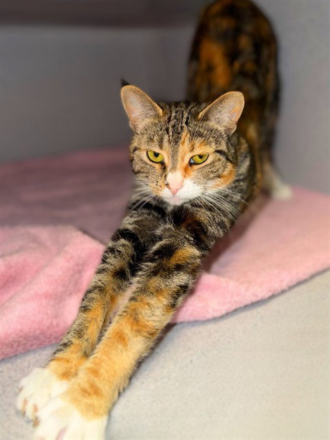 HAZEL, Adult Domestic Short Hair (medium coat), cat for adoption in San Buenaventura (Ventura), California