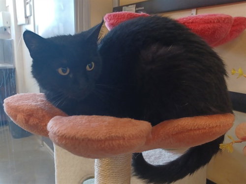 SHEEBA, Adult Domestic Short Hair (medium coat), cat for adoption in San Buenaventura (Ventura), California