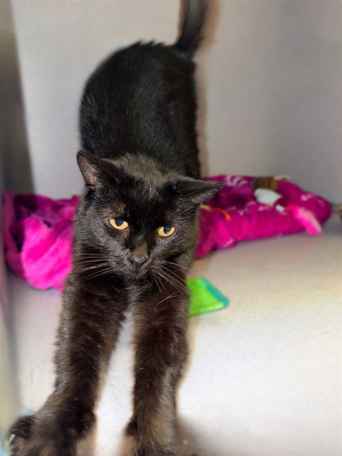 SHEEBA, Adult Domestic Short Hair (medium coat), cat for adoption in San Buenaventura (Ventura), California