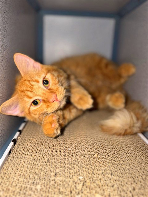 ARIES, Young Domestic Short Hair (medium coat), cat for adoption in San Buenaventura (Ventura), California