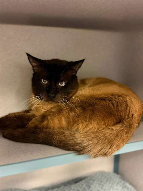 MITCH, Adult Domestic Long Hair (medium coat), cat for adoption in San Buenaventura (Ventura), California