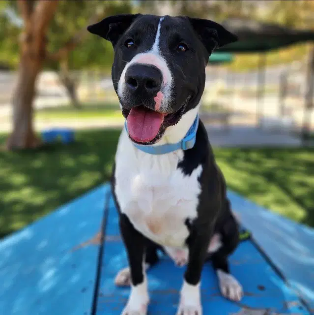 Luca - Bull Terrier