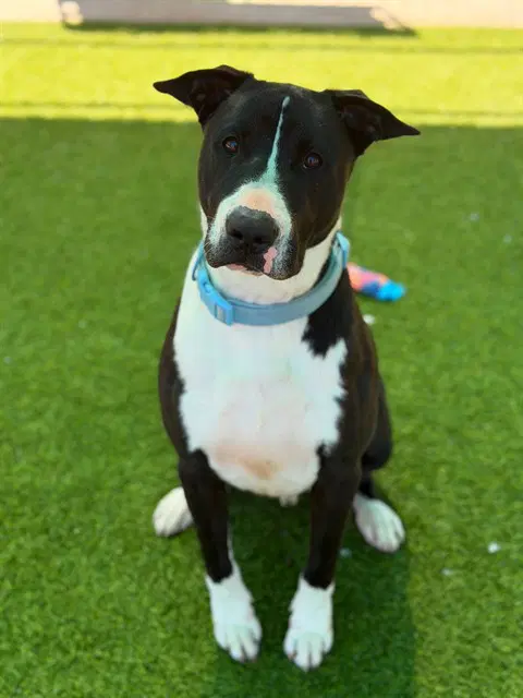 Luca - Bull Terrier