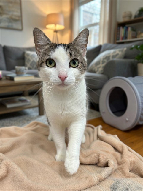 MIA, Young Domestic Short Hair (medium coat), cat for adoption in San Buenaventura (Ventura), California