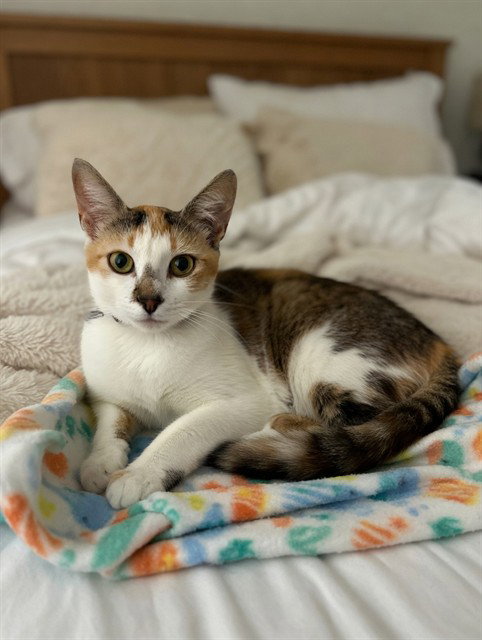 LUCY, Young Domestic Short Hair (medium coat), cat for adoption in San Buenaventura (Ventura), California